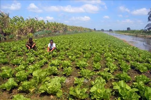 Nông dân U Minh Thượng hướng đến trồng rau bản địa sạch