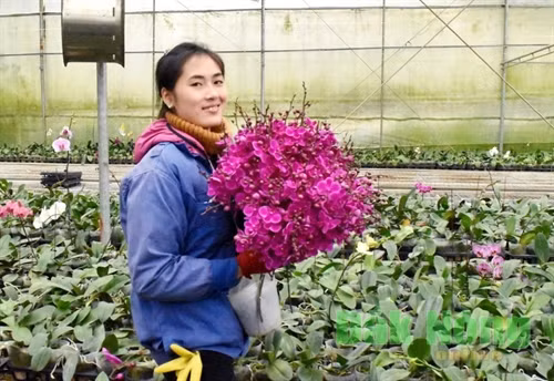 Lên Mộc Châu ngắm hoa Phong Lan
