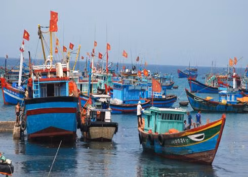 Quảng Ngãi phát triển mạnh khai thác thủy sản xa bờ