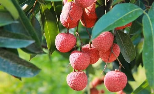 Kỹ thuật trồng cây vải thiều cho năng suất cao nhất hiện nay