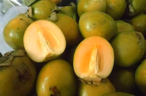 Hồng không hạt Bắc Kạn