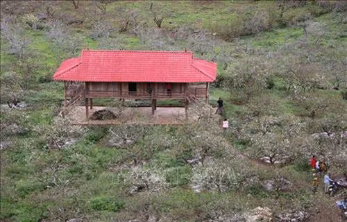 Cao nguyên Mộc Châu (Sơn La) đẹp tinh khôi mùa hoa mận