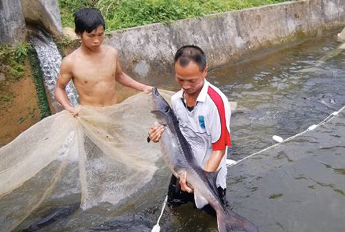 Thu nhập cao từ nuôi cá tầm trong lồng bè ở Lào Cai