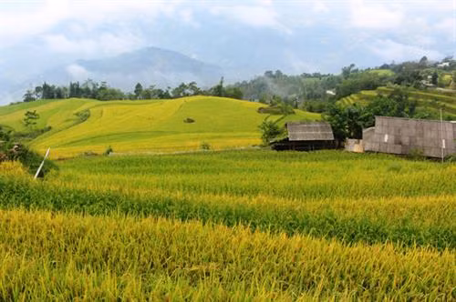 Độc đáo tục mừng lúa mới của tộc người Nùng và Bố Y ở Hoàng Su Phì