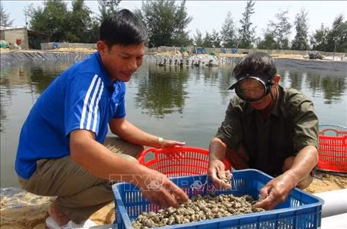 Quảng Bình: Nhân rộng mô hình nuôi ốc hương ở vùng ven biển