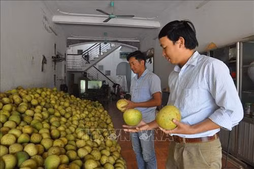 Quảng bá bưởi Đại Minh 