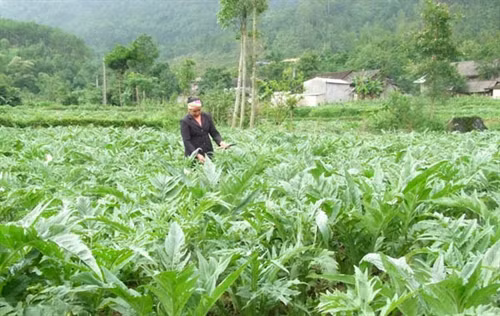 Trồng cây dược liệu, hướng xóa đói giảm nghèo của phụ nữ vùng sâu vùng xa