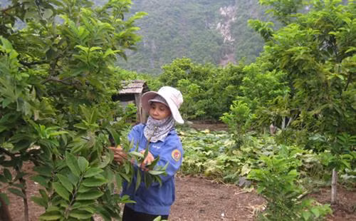 Hơn 8,6 tỷ đồng phát triển vùng trồng cây ăn quả ở huyện vùng cao Võ Nhai