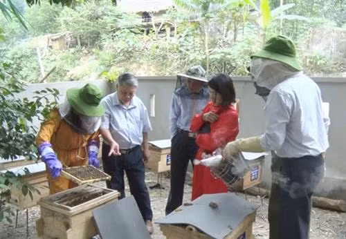 Quan Hóa phát triển nghề nuôi ong tự nhiên lấy mật 