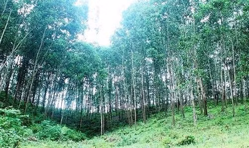 Tăng cường phòng cháy chữa cháy rừng trong mùa khô ở Tây Nguyên