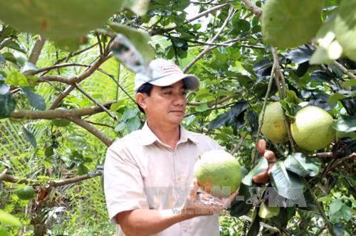 Nông dân Đoàn Phương Tùng thành công nhờ mô hình kinh tế tổng hợp