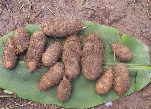 Kỹ thuật trồng và chăm sóc khoai từ cho nhiều củ