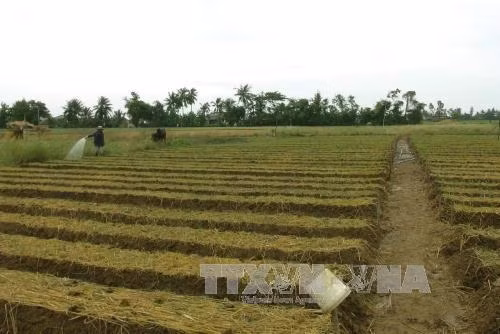 Đau đáu nỗi lo “đầu ra” của người trồng hành Vĩnh Châu