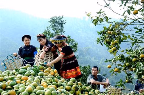 Cam sạch Hàm Yên vừa dễ bán giá lại cao hơn cam thường