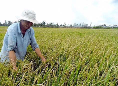 Hậu Giang: Nguy cơ bùng phát bệnh bạc lá trên lúa Thu đông