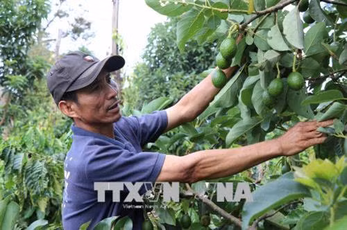 Gia Lai giúp nông dân trồng hồ tiêu vượt khó khăn