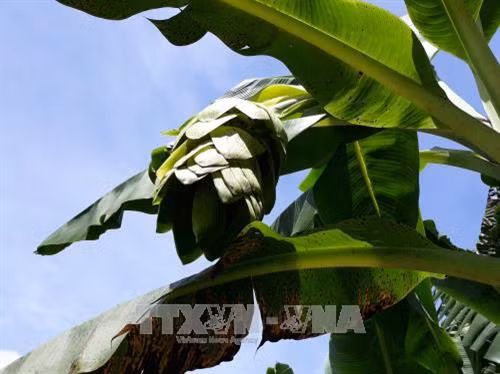 Đánh thức tiềm năng du lịch sinh thái Vườn quốc gia Phước Bình