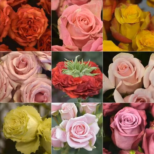 Những điều thú vị về Ngày lễ Valentine