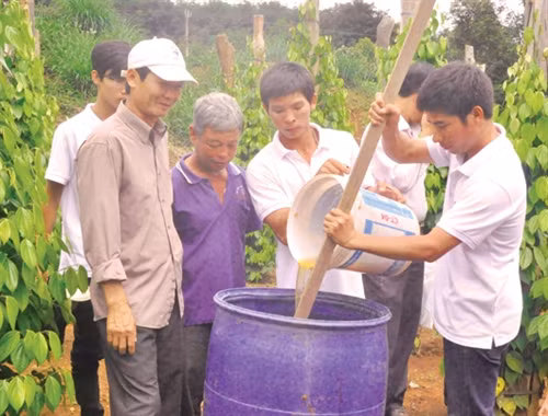 Nông dân Đắk Sin trồng tiêu theo hướng bền vững