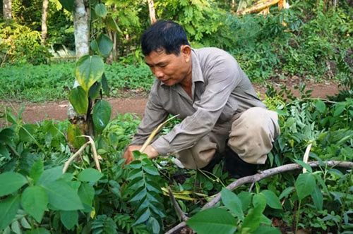 Lợi ích từ việc dùng giống cây gỗ quý làm trụ tiêu
