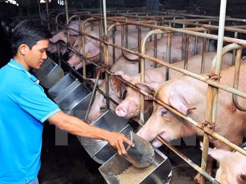 Gấp rút "cứu" đàn lợn tồn trong dân