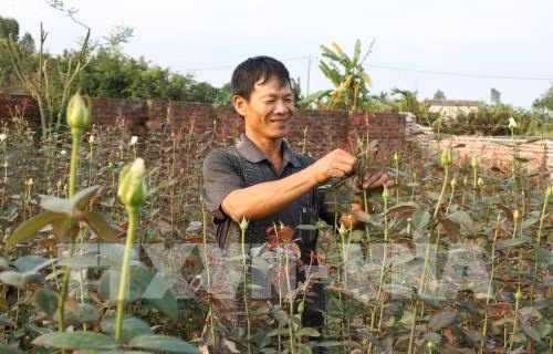 Lai ghép thành công hồng nhập ngoại với tầm xuân của Việt Nam