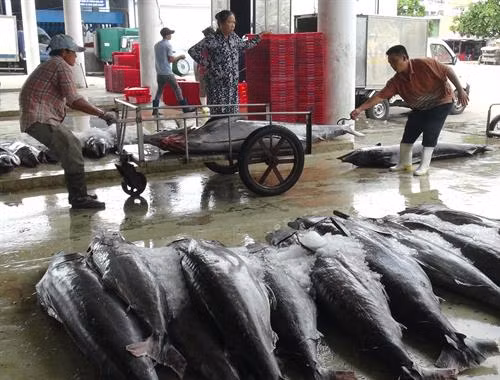 Nhiều nghề khai thác biển đạt hiệu quả cao