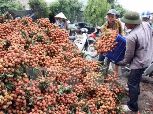 Ứng dụng công nghệ bảo quản và nâng cao chất lượng quả vải Lục Ngạn