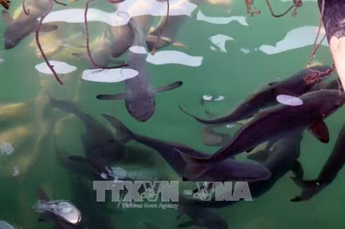 Xã đảo Tiên Hải phát triển nghề nuôi cá lồng bè trên biển 