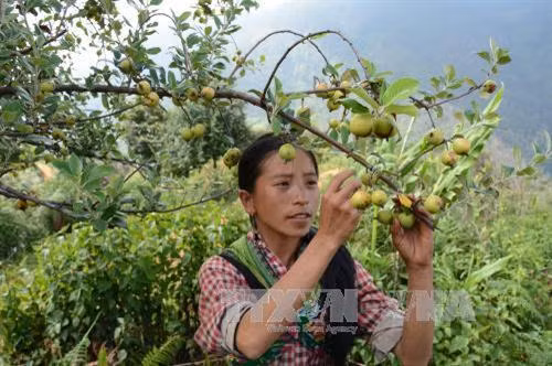 Cây sơn tra góp phần xóa đói giảm nghèo cho đồng bào vùng cao Yên Bái