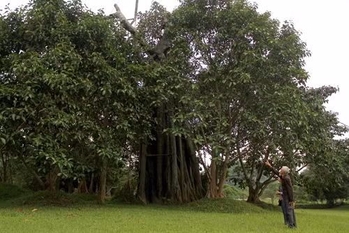 Câu chuyện về duy trì sự sống cho Cây đa Tân Trào lịch sử