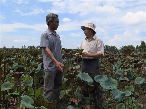 Luân canh cây sen mang lại hiệu quả kinh tế cao