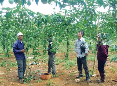 Thu nhập ổn định từ trồng chanh dây "sạch"
