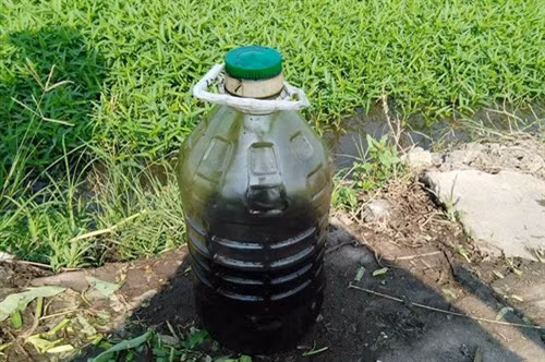 Bắt quả tang dùng nhớt thải để kích thích tăng trưởng rau muống
