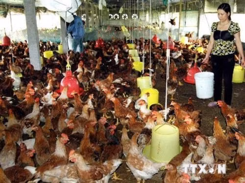 Gà đồi Phú Bình trở thành thương hiệu mạnh