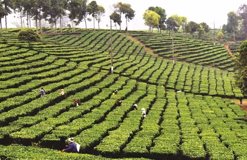 Lai Châu chú trọng phát triển cây chè