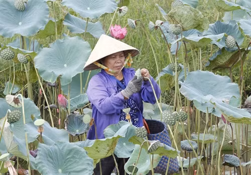 Trồng sen cho hiệu quả kinh tế cao