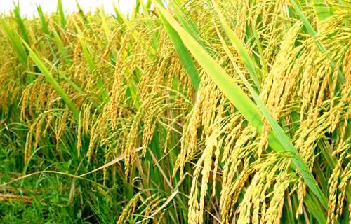 Kỹ thuật chọn giống lúa khỏe