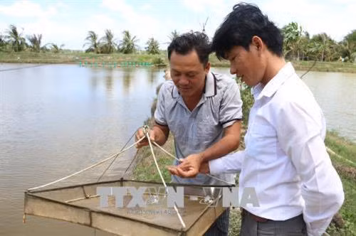 Phòng ngừa đục cơ trên tôm