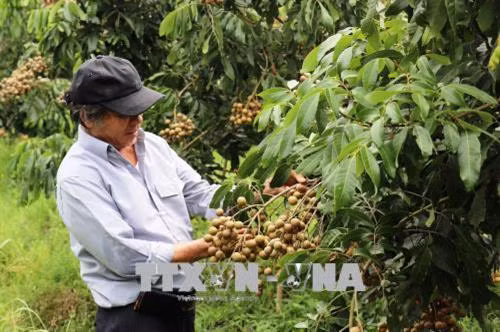 Ông Võ Văn Toán trồng nhãn cao sản có hiệu quả kinh tế cao