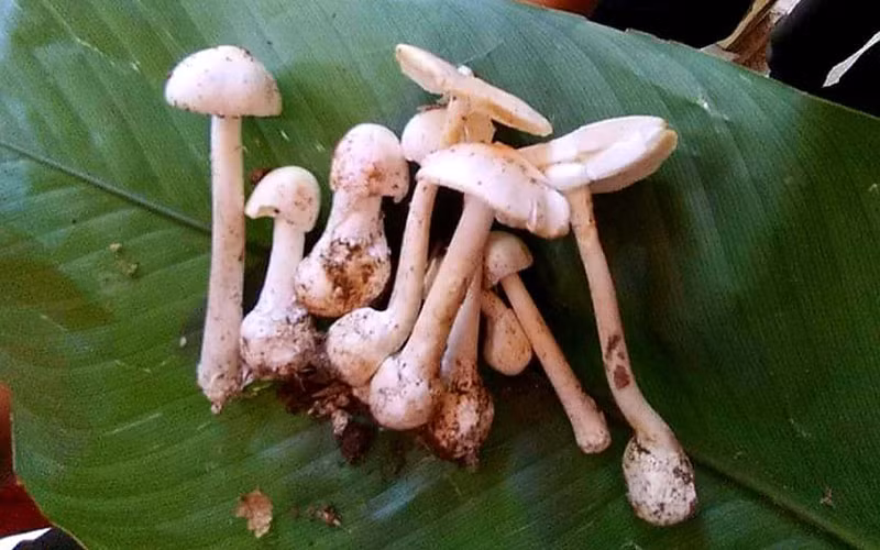 Cả gia đình ở Chiềng Khay nhập viện vì ăn phải nấm độc