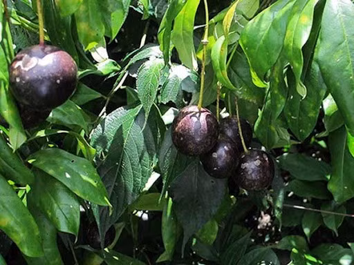Quả Hổng Châu có thể gây chết người. Nguồn: Sở Y tế Hà Giang