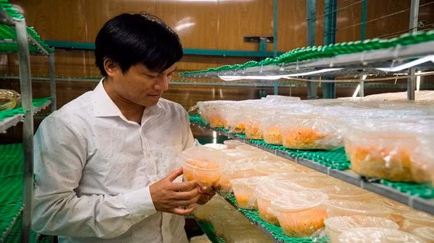 Anh Nguyễn Văn Tuấn làm giàu từ mô hình sản xuất nấm Đông trùng hạ thảo quy mô công nghiệp