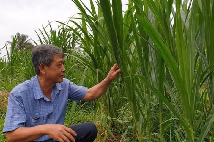 Trà Vinh chuyển hơn 650 ha đất mía sang trồng cỏ nuôi bò cho thu nhập cao