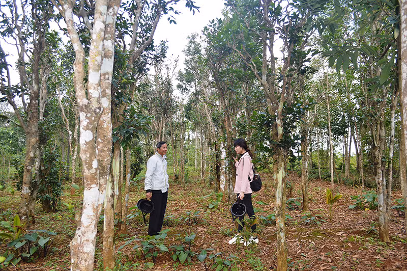 Một vườn chè cổ thụ đặc trưng ở vùng Cùa, thuộc xã Cam Chính, huyện Cam Lộ. Nguồn: quangtritv.vn