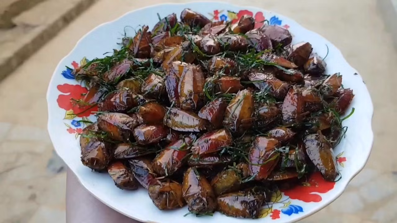 Ăn bọ xít rang, cả nhà ngộ độc