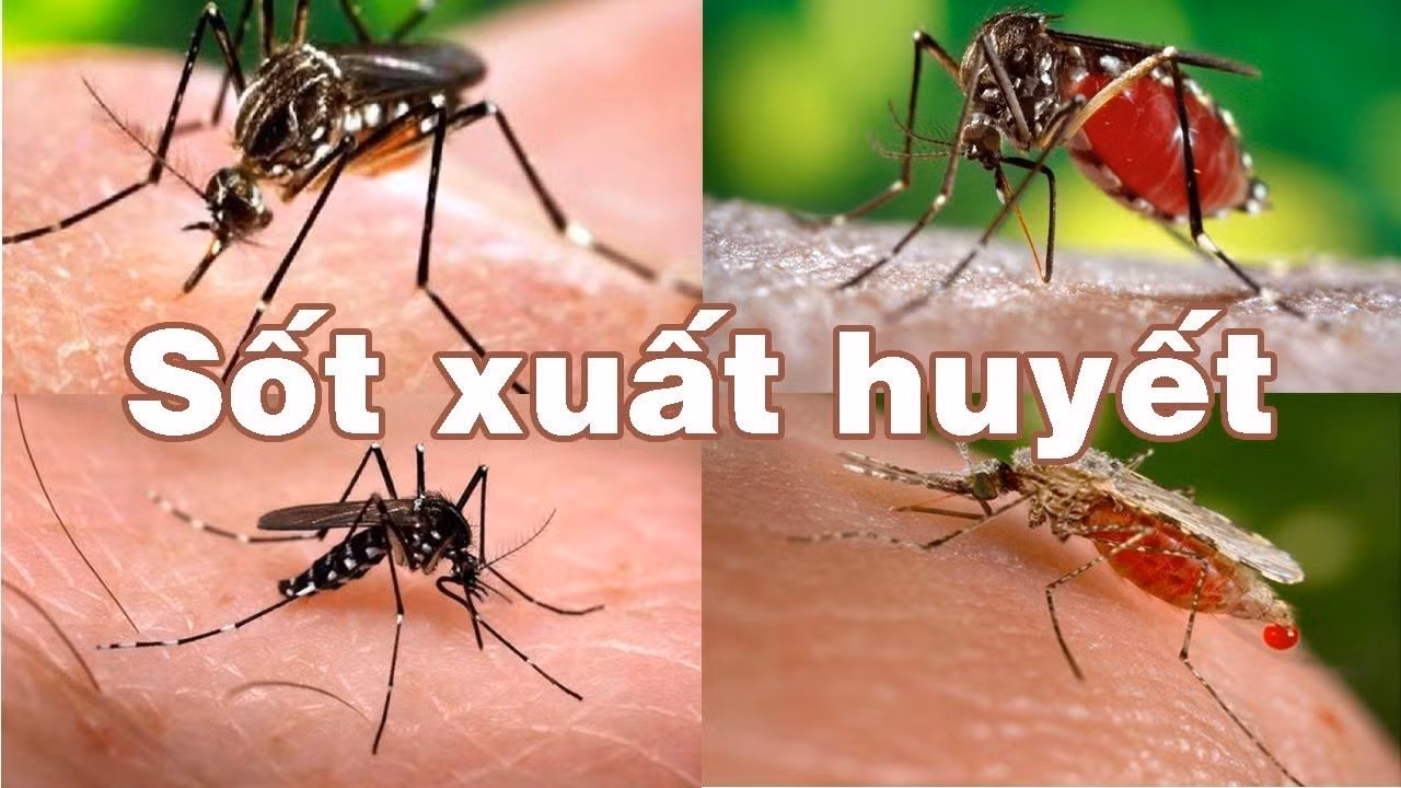 Khuyến cáo người dân Đắk Lắk chủ động phòng, chống sốt xuất huyết
