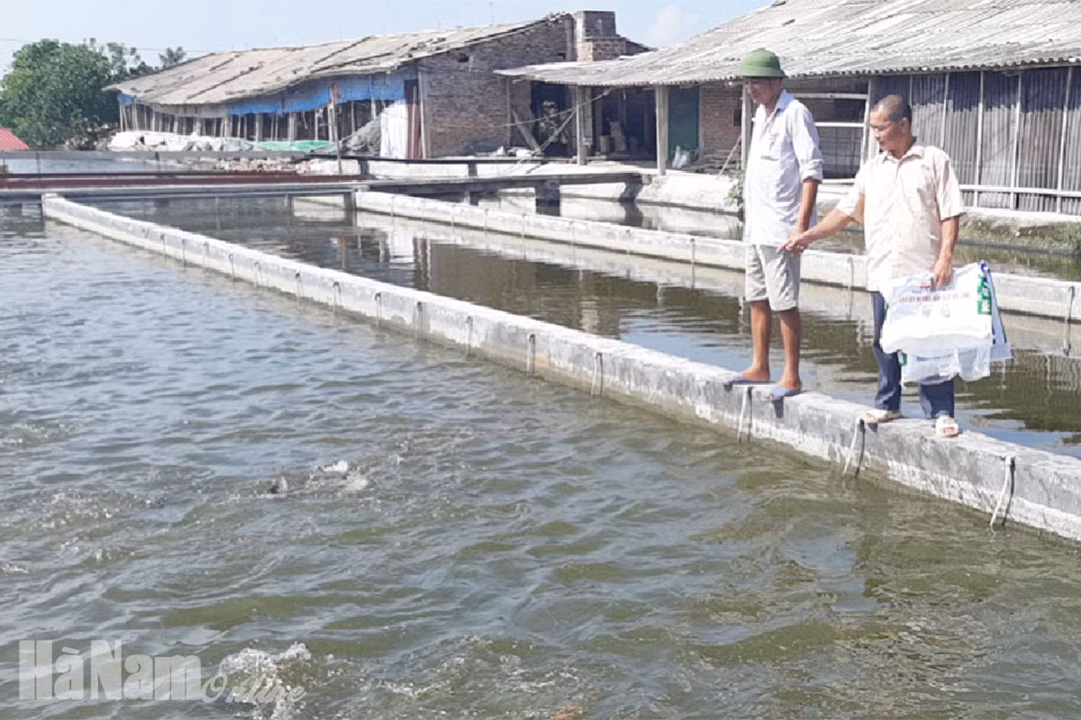 Hà Nam nhân rộng mô hình nuôi cá ứng dụng công nghệ “sông trong ao”