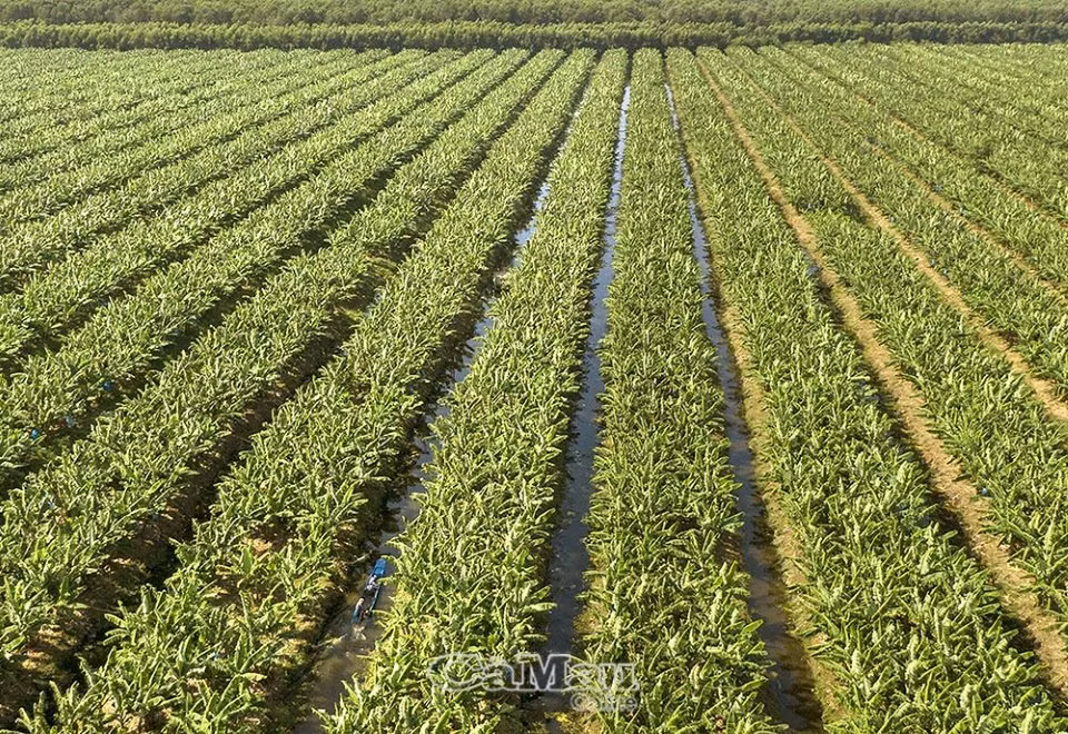 Vùng trồng chuối ở xã Khánh Thuận, huyện U Minh. Nguồn: baocamau.com.vn 