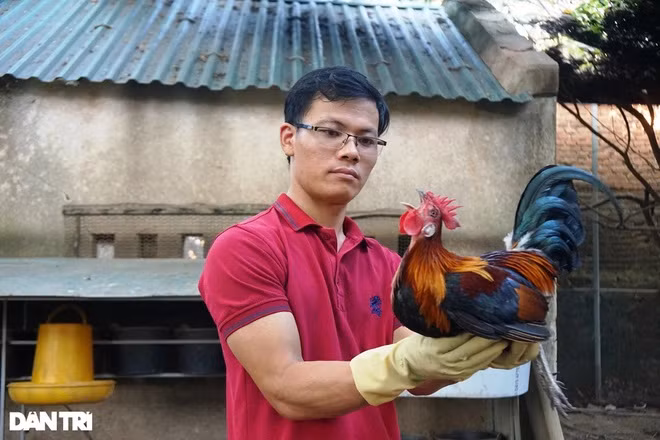 Anh Lê Đỗ Chinh thành công trong thuần dưỡng và nhân giống phát triển mô hình chăn nuôi gà rừng an toàn. Nguồn: dantri.com.vn